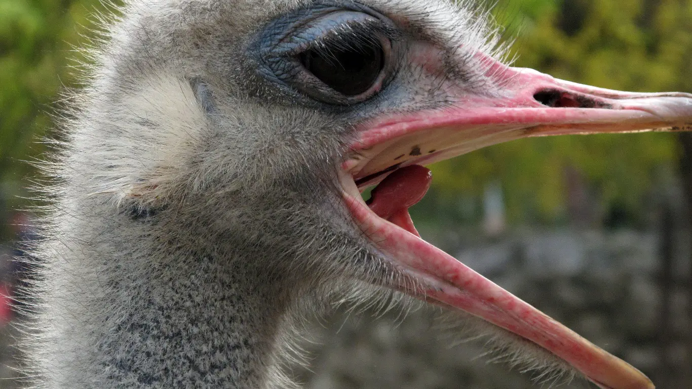 Ostrich Teeth