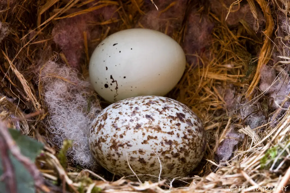 Finches Eggs