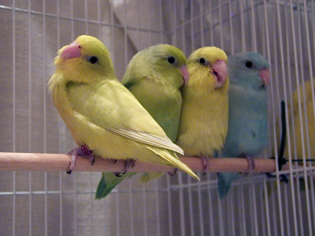 How Loud Are Parrotlets