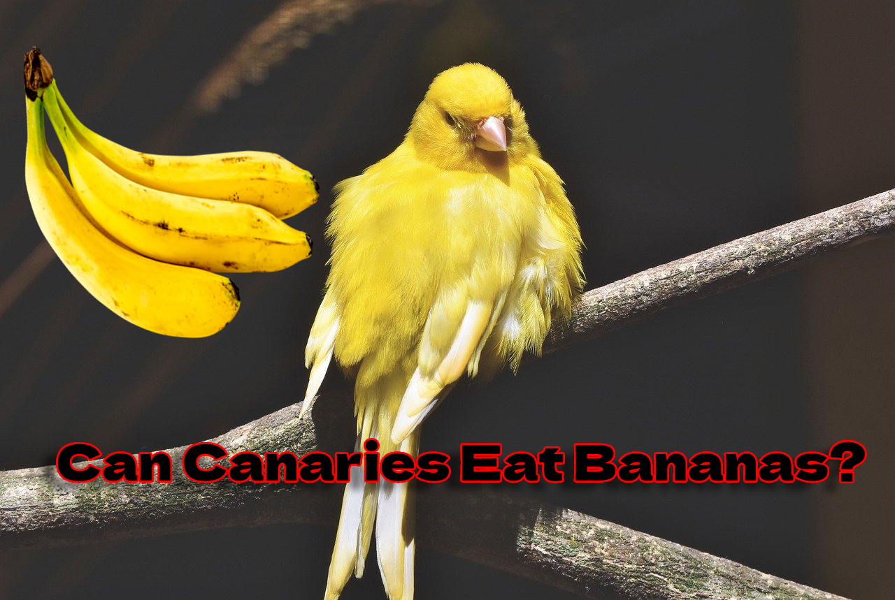 Can Canaries Eat Bananas