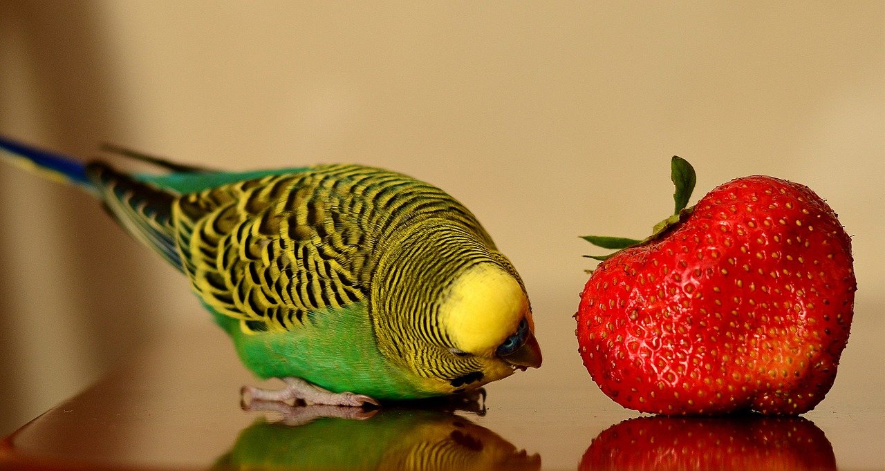 Parrots Eat Strawberries