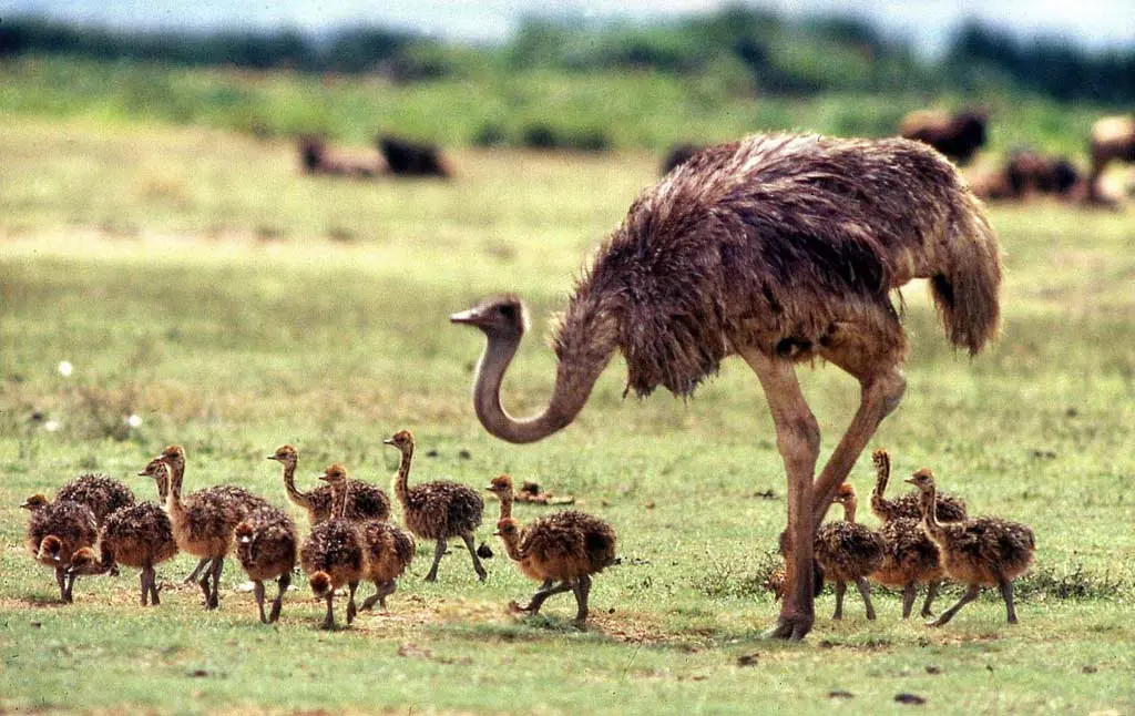 Ostriches Hollow Bones