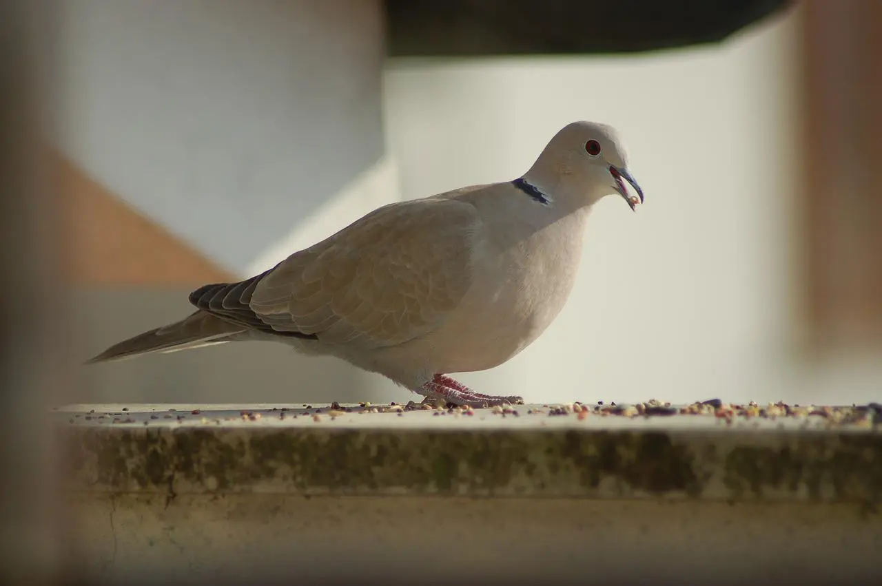 What Do Doves Eat?