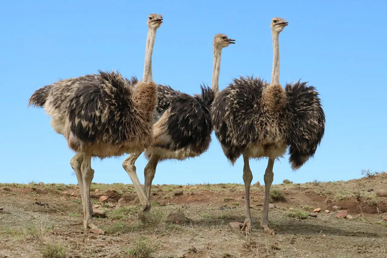 ostriches fly