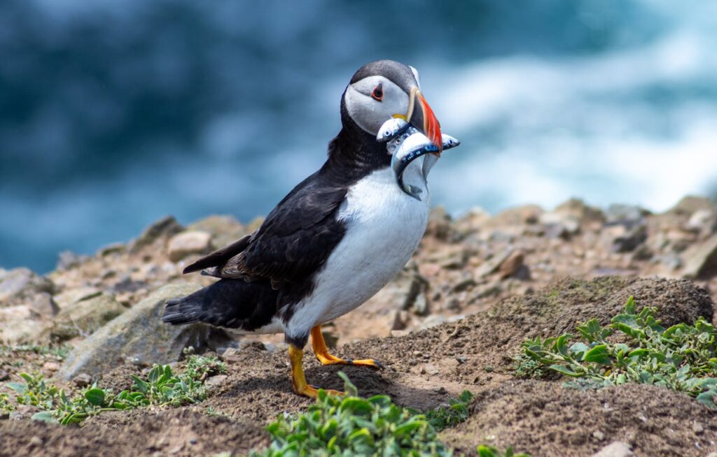 Atlantic Puffin friendly bird