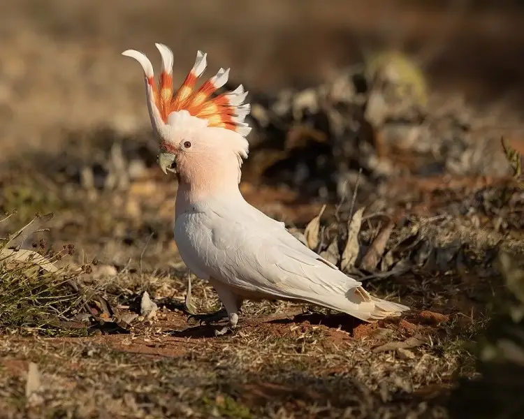 Cockatoos friendly bird