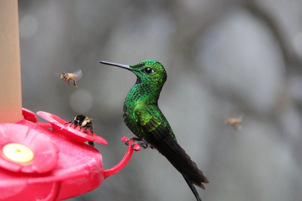 Sugar for Hummingbird