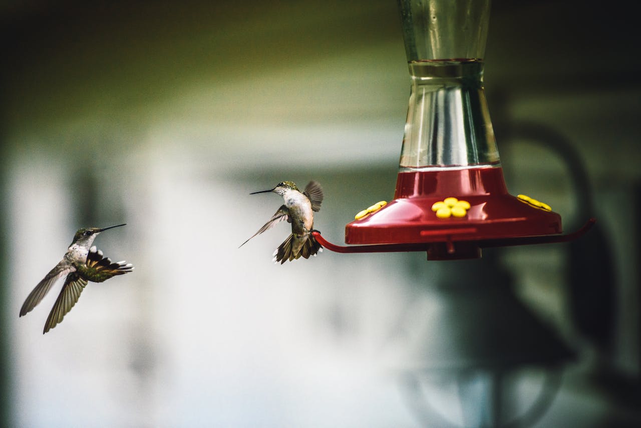 sugar ratio for hummingbirds