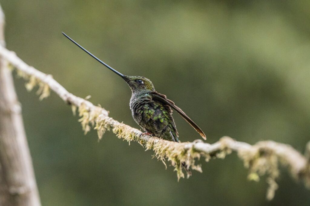 Hummingbirds food