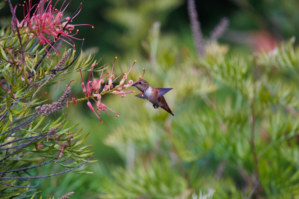 When Hummingbirds Migrate