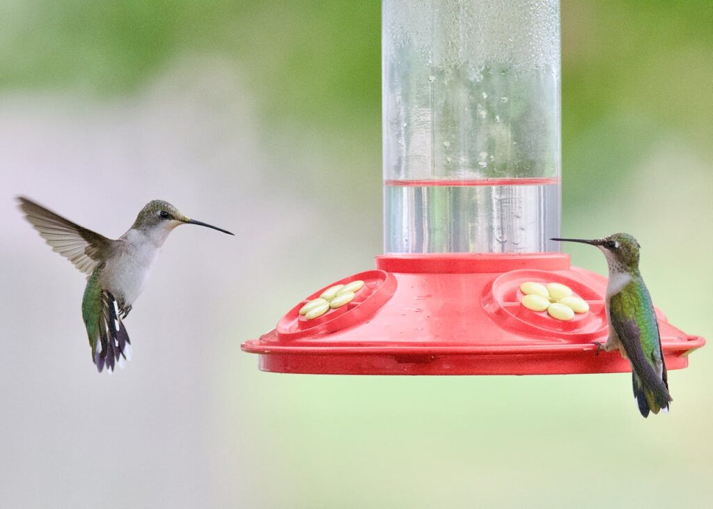 Hummingbirds Migrate distance