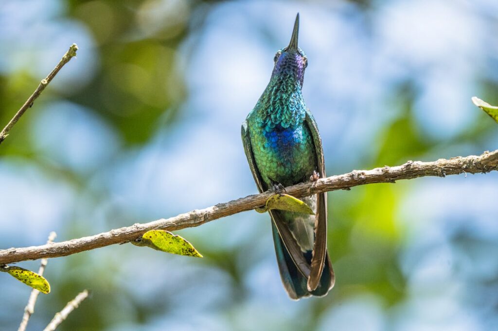 Hummingbirds in summer