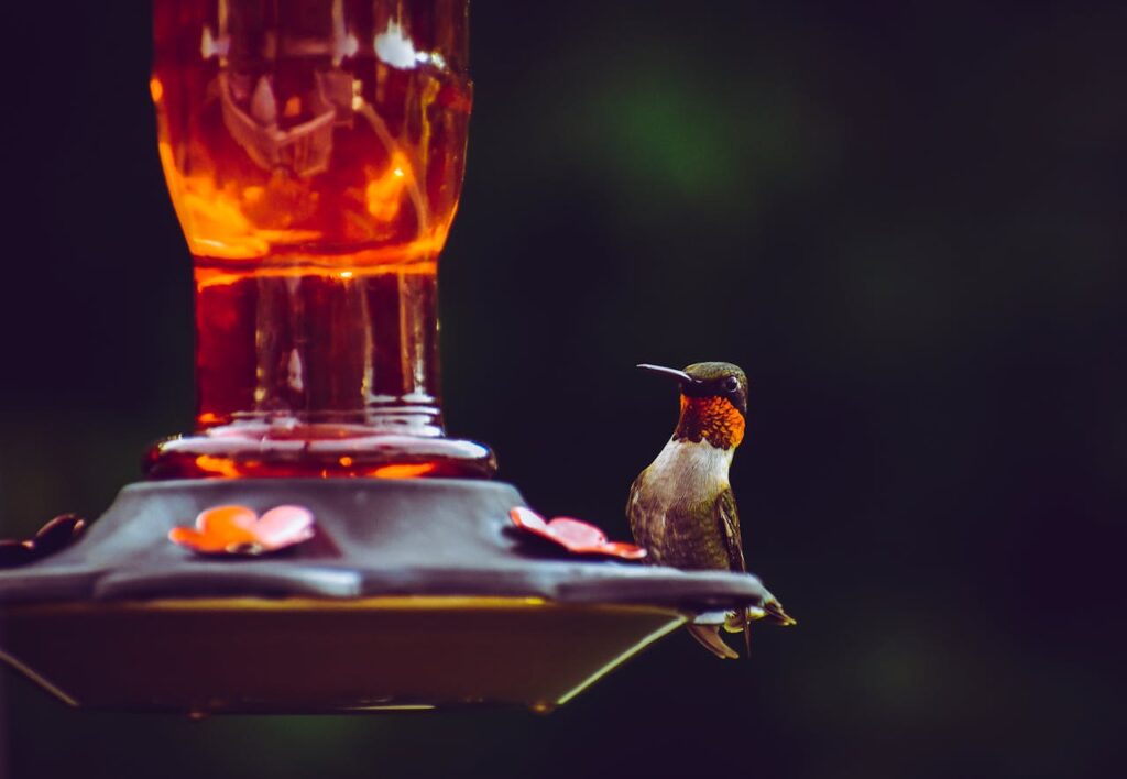 attract birds to feeder