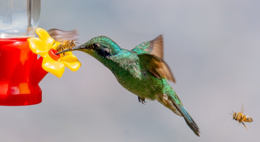 best bird feeder