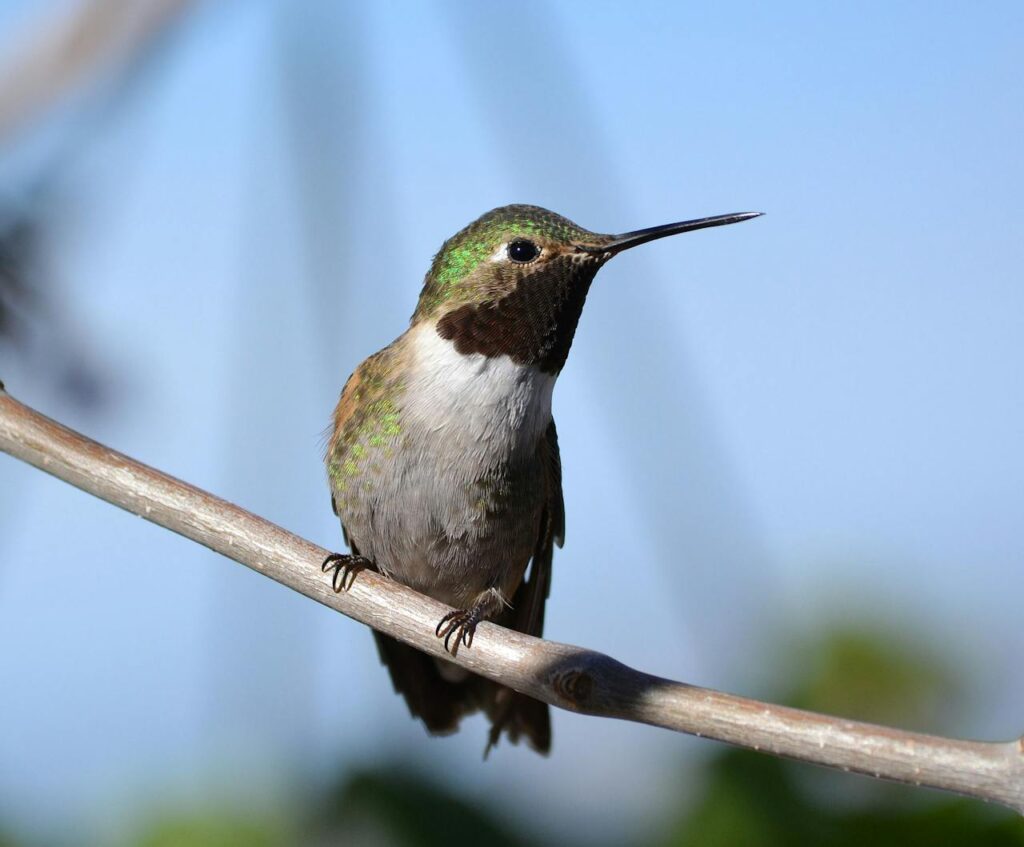 catch a hummingbird