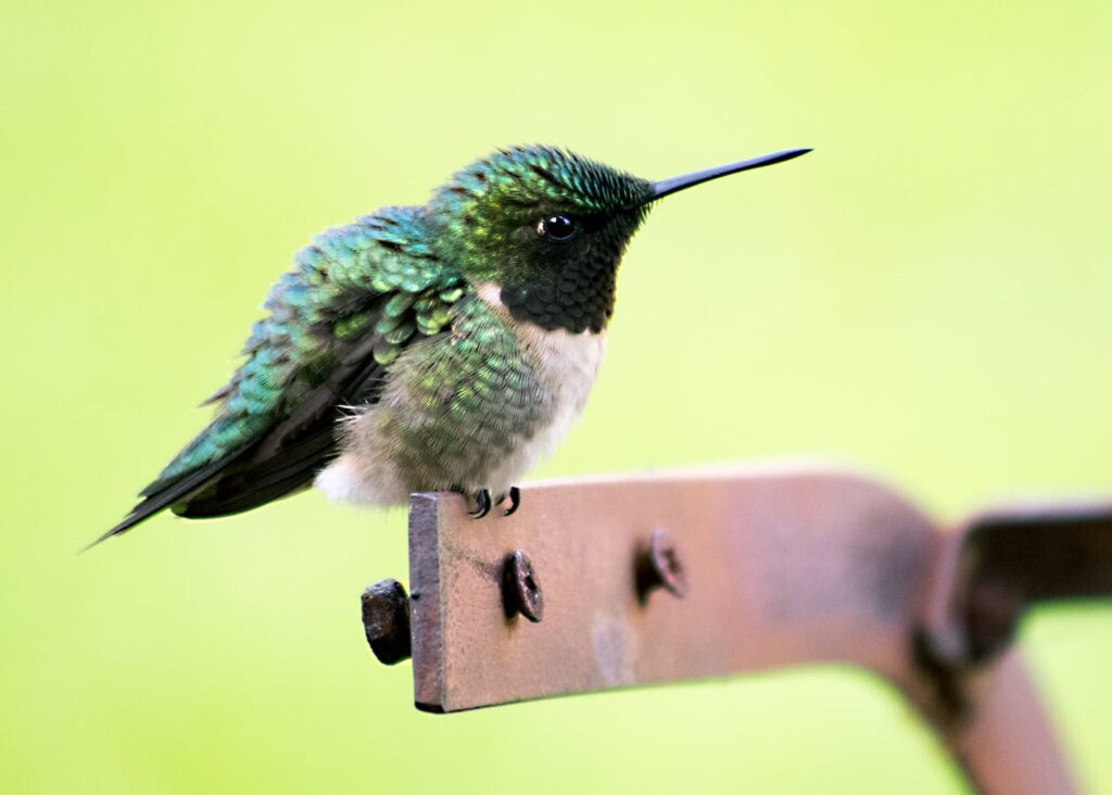 get rid of hummingbirds