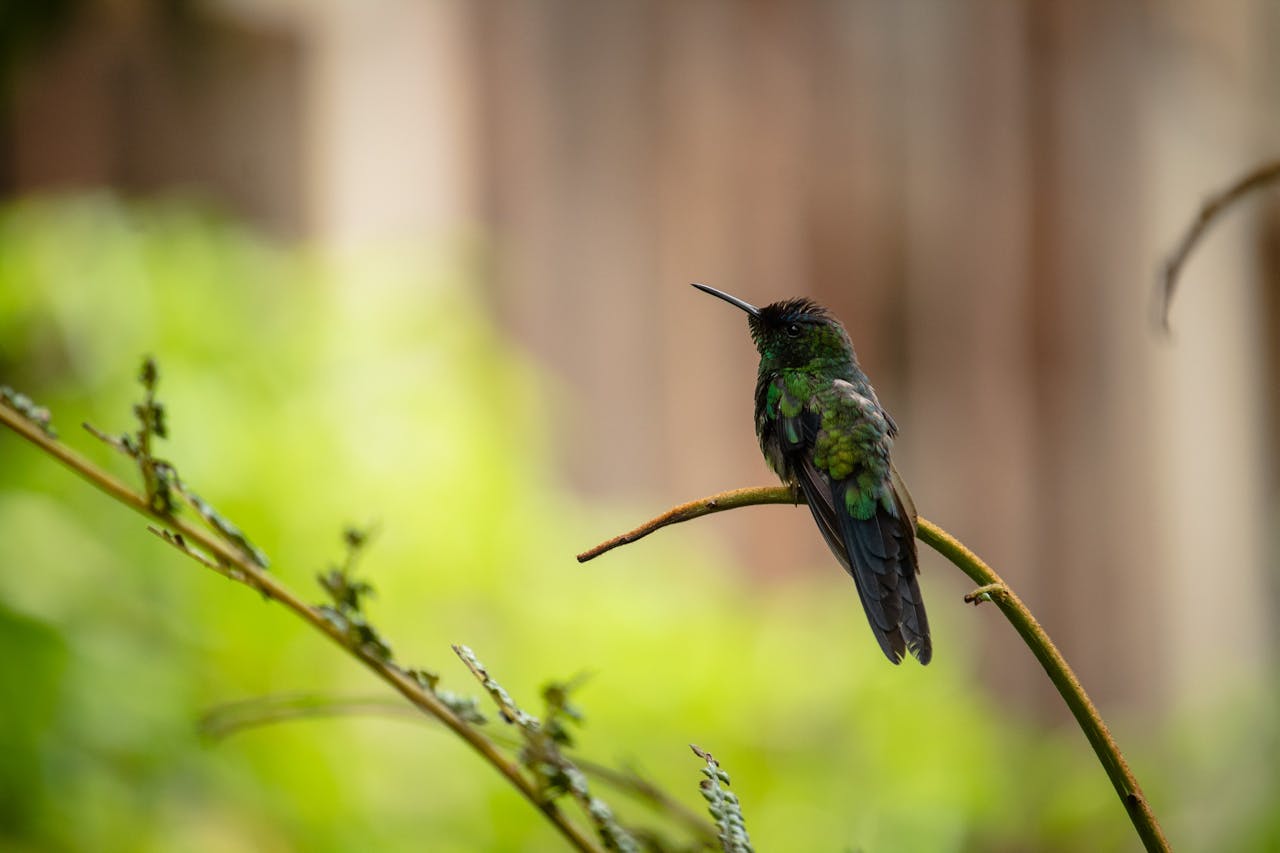 When Hummingbirds Migrate