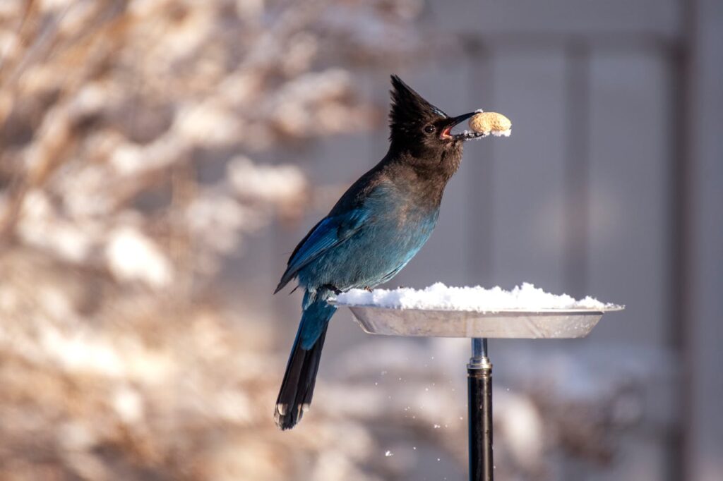 maintain a bird feeder