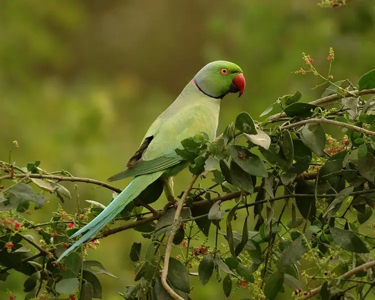 parakeet friendly bird