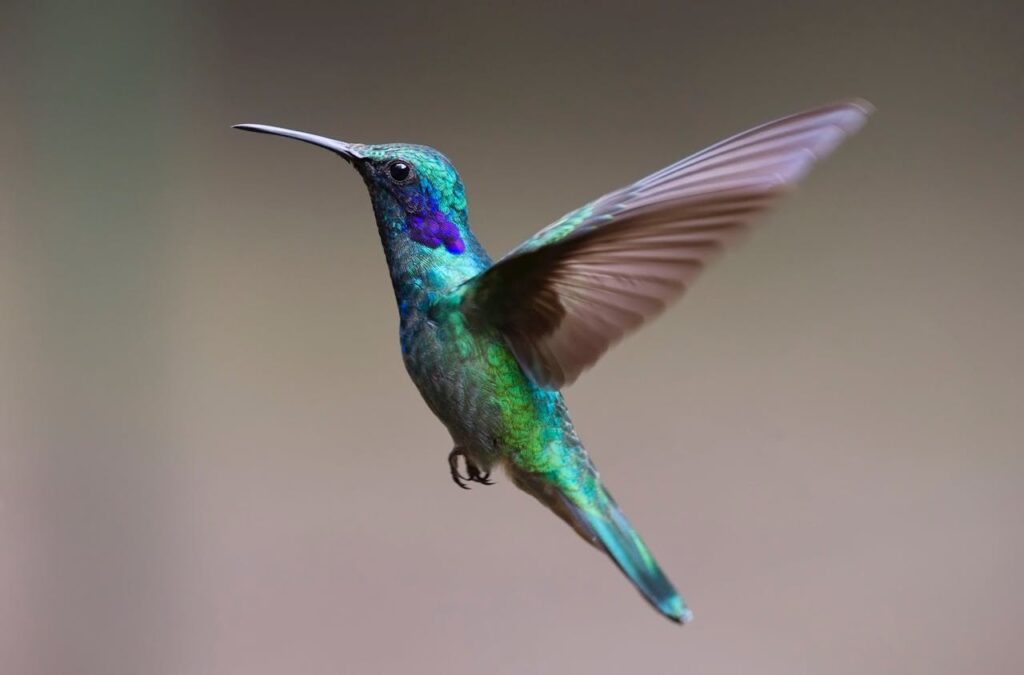 Why less Hummingbird