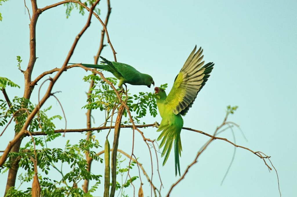 bird female or male