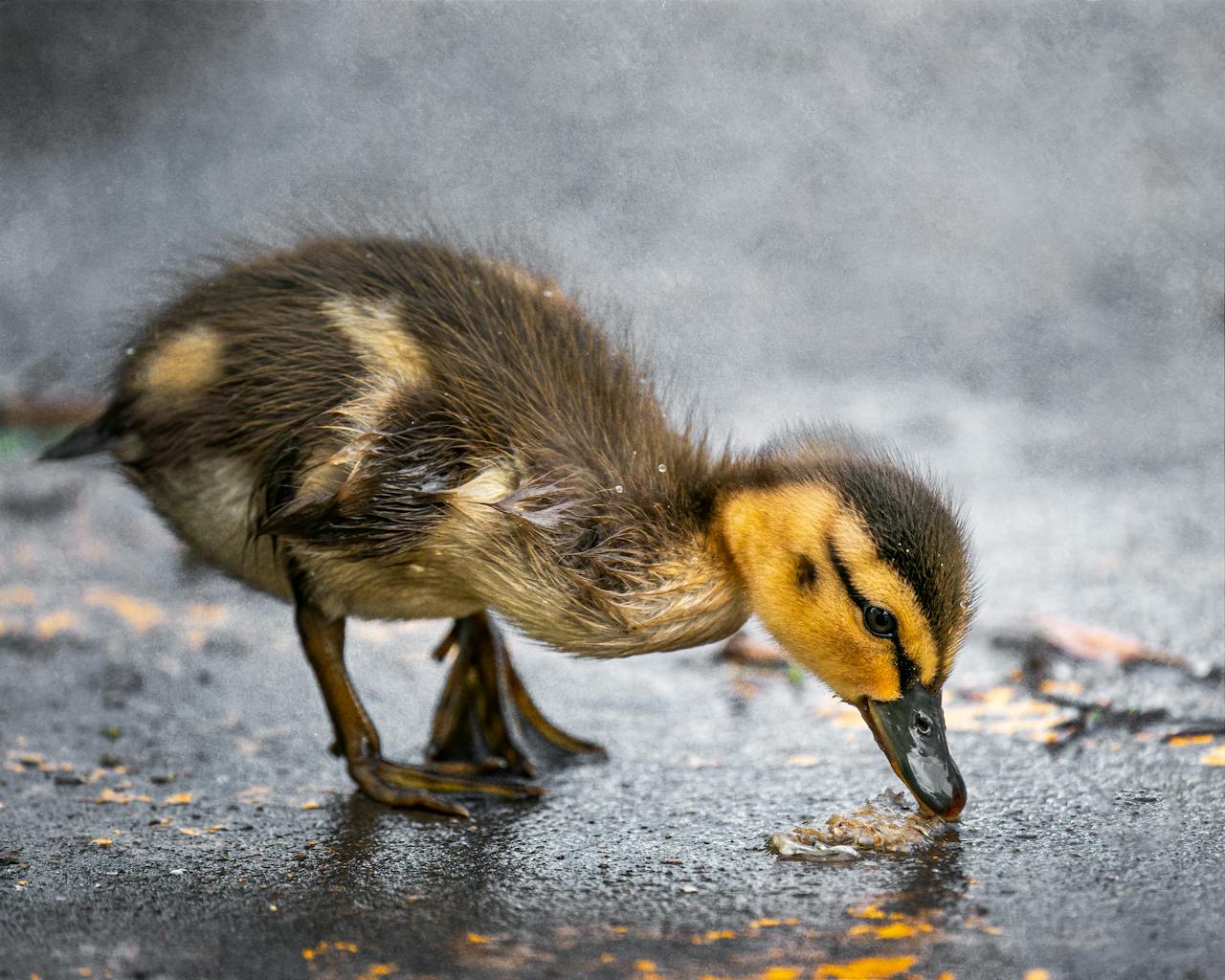 Can Birds Get Thirsty?