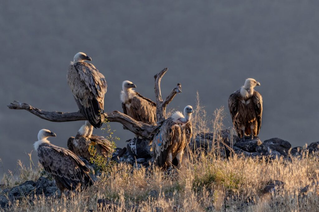 wild birds to eat 