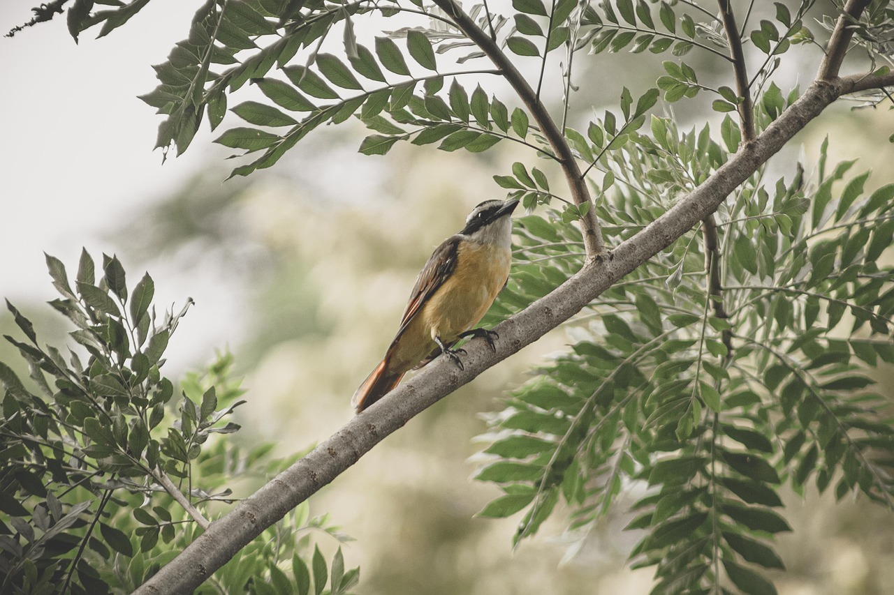 How to Start Birding: A Beginner’s Guide