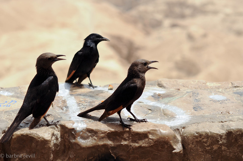 Why Birds Chirp at Night: Meanings, Reasons & How to Handle It